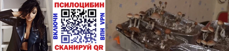 Галлюциногенные грибы Cubensis  Чехов 